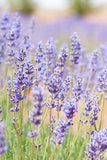 Gathering Culinary Bouquets at the Arizona Lavender Festival Flower Delivery