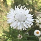 Strawflower Immortelle Everlasting White Flowers 0.5g - 200 Seeds - Xerochrysum Bracteatum Monstrosum NON GMO