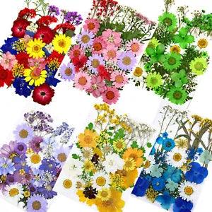 Bulk  Pressed Dried Flower Leaves Herbarium for  Case Tool