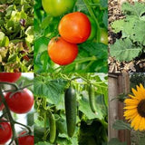 Tomato Salad Garden Seed Kit #2 - Heirloom Tomato Seed - Herb Garden Kit - Flower Garden - Vegetable Garden - 6 Seed Packets