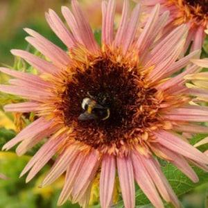 10 seeds Rare Strawberry Pink Sunflower Seed