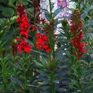 RED LEAVES CARDINAL Flower Lobelia Cardinalis Perennial Hummingbirds! 10 Pelleted Seeds