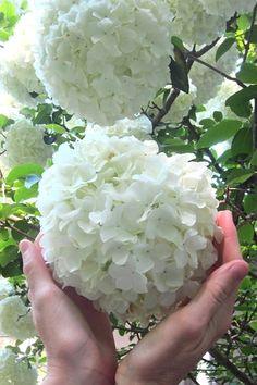 New Landscaping Plants For Sale Online From Wilson Bros Gardens Flower Delivery