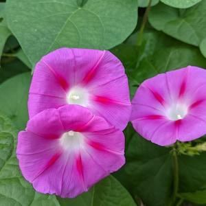 Morning Glorious Morning Glory Vine Seeds- Beautiful Easy to Grow-