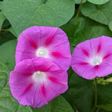 Morning Glorious Morning Glory Vine Seeds- Beautiful Easy to Grow-
