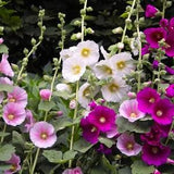40 ORGANIC HOLLYHOCK Flower SEEDS Heirloom  Beautiful  Great gift idea