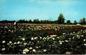 Chrome Postcard Peonies Gilbert H Wild & Son Sarcoxie Missouri MO UNP
