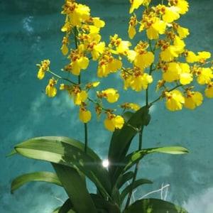 Orchid Oncidium Dancing Lady Mounted or Potted or Double spike