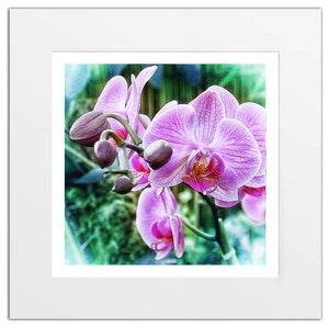 Pink Moth Orchid Flowers art print poster picture. Birthday anniversary gift. Limited edition artist signed. Botanical gift wall decor.