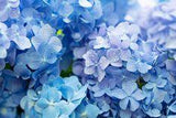 Que signifient vos fleurs pr¡§?f¡§?r¡§?es ? Flower Delivery
