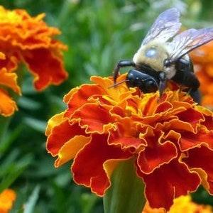 300 Brocade Marigolds Seeds living mulch companion plant containers deters pests Dizzy Bees Uban Garden