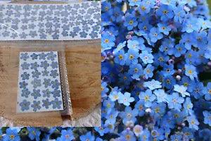 10-100 pcs Pressed forget-me-nots, Dried flowers for decoration, for epoxy resin