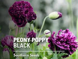 Peony Poppy, Black  - 100 Seeds - Beautiful Large Flower (Papaver paeoniflorum)