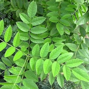 Licorice (Licorice) Seed  - Glycyrrhiza glabra -- Medicinal Herb - Seeds