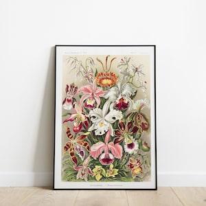 Ernst Haeckel Art | Orchid Poster | Vintage botanical illustration by Ernst Haeckel, Ernst Haeckel Art Prints, Botanical Wall Decor