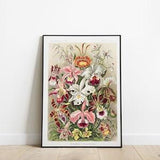 Ernst Haeckel Art | Orchid Poster | Vintage botanical illustration by Ernst Haeckel, Ernst Haeckel Art Prints, Botanical Wall Decor