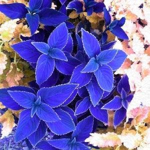 20 Blue Coleus Flower Seeds-Rare Coleus-Solenostemon Lamiaceae Annual Shrubs Plant Seeds