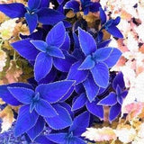 20 Blue Coleus Flower Seeds-Rare Coleus-Solenostemon Lamiaceae Annual Shrubs Plant Seeds