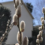 Grow Your Own Willow,  Pussy Willow, Goat Willow Cuttings for Planting in your Yard
