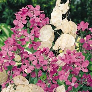 Money Plant Flower Seeds - Great addition to cut flower bouquets. Unique, shiny, papery seed pods
