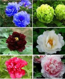 20 Colorful Peony Seeds Peony Seed Paeonia suffruticosa Garden Flowers