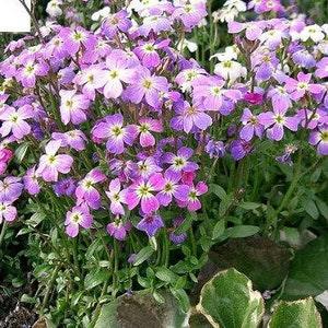 1000 EVENING (night) SCENTED STOCK Matthiola Longipetala Bicornis Flower Seeds