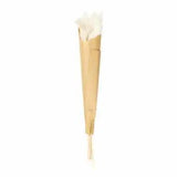 ASA Selection Pampas grass dried flower grasses decoration 35 cm nature