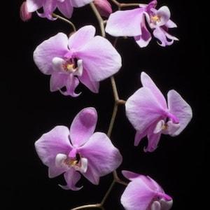 Phal. schilleriana (Small Seedling)