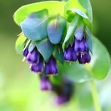 Cerinthe Honeywort Honey Blue Seeds 25 Seeds