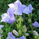 500 TELHAM BEAUTY BELLFLOWER Blue Peach Leaved Campanula Persicifolia Flower Seeds