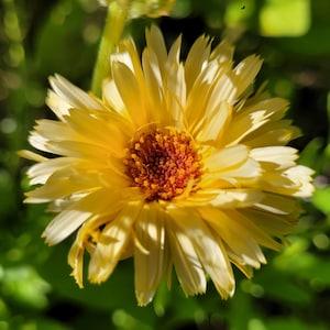 Calendula seeds 2022