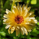 Calendula seeds 2022