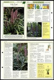 Lily-Turf #109 Plants Success With House Plants 1990 Fold-Out Card