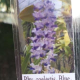 Orchid Vanda Rhyn coelestis blue fragrant Tropical Hanging Plant