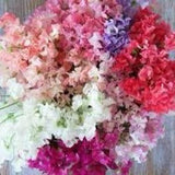 Tall Fragrant Sweet Peas Seeds Sweet Scented Cut Flowers Bouquet Dizzy Bees Urban Garden