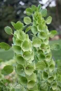 Growing Bells of Ireland From Seed Flower Delivery