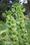 Growing Bells of Ireland From Seed Flower Delivery