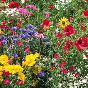 HUNDREDS of PERENNIAL Wildflower Seeds-Practical Prepper Flower Garden Seed-DIY Rainbow Bulk Wild Flowers-Beautiful-Fragrant-Medicinal-L00K!