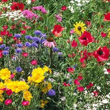 HUNDREDS of PERENNIAL Wildflower Seeds-Practical Prepper Flower Garden Seed-DIY Rainbow Bulk Wild Flowers-Beautiful-Fragrant-Medicinal-L00K!