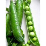 25 Seeds-Organic Little Marvel Peasl- Z086-PISUM SATIVUM -Non GMO-Heirloom Variety
