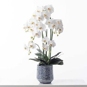 Large Real Touch Multi Bloom Lux White Flowering Phalaenopsis Orchid House Plant in Ceramic Blue Floral Pattern Chinoiserie Pot - 37"