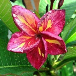 No. 208 ?? 1 Seed Plumeria Fioidea Frangipani Seeds Colorplants