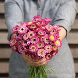 40+ Seeds / Pierrot Red Helipterum Seed / Everlasting Daisy / Paper Daisy Seeds /For Dried flowers / (135)