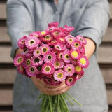40+ Seeds / Pierrot Red Helipterum Seed / Everlasting Daisy / Paper Daisy Seeds /For Dried flowers / (135)