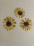 Pressed Dried Flowers All Natural Not Dyed Or Coloured Daisy Sunset African