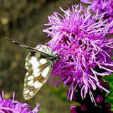 BLAZING STAR SEEDS -  Liatris Spicata / Prairie Feather / Kansas Gay Feather / Snake Wort / Liatris Callilepis
