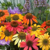 Coneflowers Flowers Blend 1g - 100 NON GMO Seeds - Echinacea
