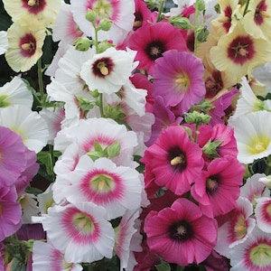 20 Seeds Hollyhock Indian Spring Holly Hock Seeds mix  (Perennial)