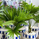 Palm Tree Blend - 5 Seeds NON GMO