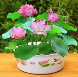 Lotus Seed 20 Purple Potted Lotus Flower Seeds Nelumbo Aquatic Plants Water Lily